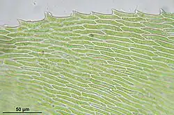 Cellen getande bladrand