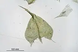 Stengelbladmet aflopende oortjes