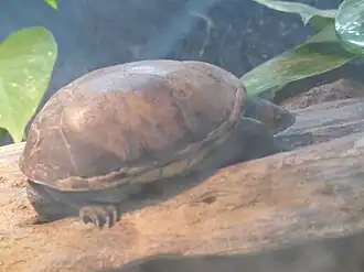 Kinosternon angustipons