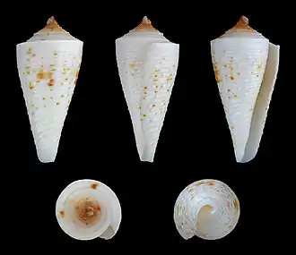 Conus tribblei