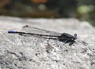 Argia immunda