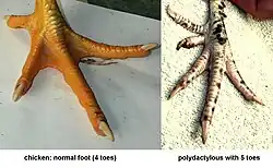 kippenvoet normaal en met 5 tenen