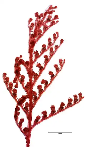 Kirchenpaueria pinnata