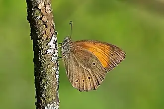 Kirinia climene