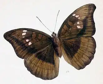 Euthalia telchinia