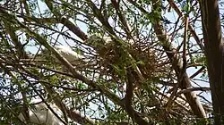 Broedende koereigers (Bubulcus ibis)