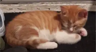 Een kitten slaapt op de grond.