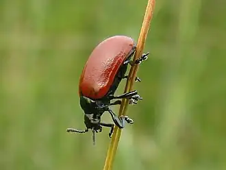 Kleine populierenhaan