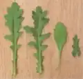 Meest rechts: blad van bloeistengel met daarnaast een van de eerste bladeren van de plant
