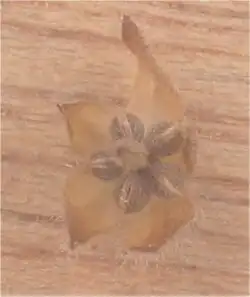 Vijfdelige kluisvrucht