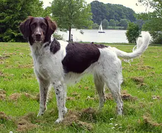 Kleine münsterländer