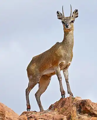Klipspringer