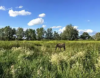 Een grazend konikpaard tussen bloemrijke ruigten in de Klompenwaard