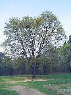 Esdoorn met vaasvormige kroon