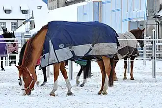 Paarden by klooster Einsiedeln