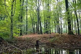 Kluisbos in Kluisbergen