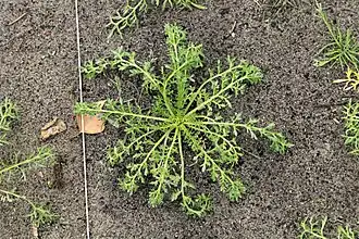 macaplant, groeivorm