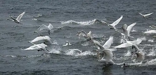 Opvliegende knobbelzwanen