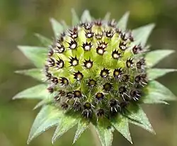 Hoofdje met vruchten en kelken