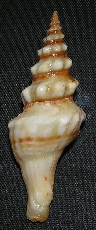 Knefastia tuberculifera