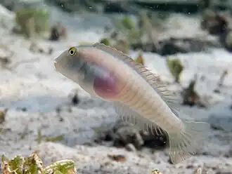 Cymolutes praetextatus