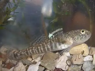 Knipowitschia punctatissima