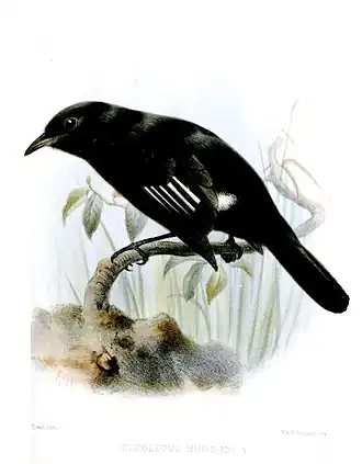 Patagonische moortiran