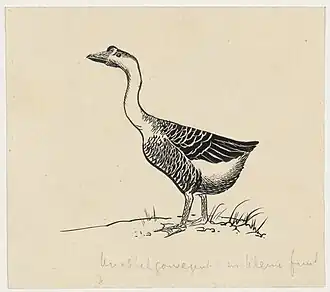 Knobbelgans, tekening door Henri Verstijnen