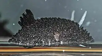 Knoutsodonta pictoni