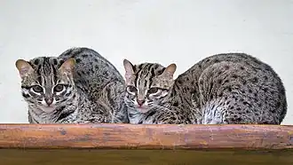 Prionailurus javanensis heaneyi