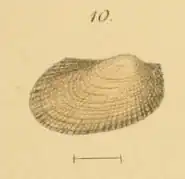 Bathyarca philippiana