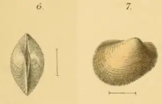 Bathyarca pectunculoides