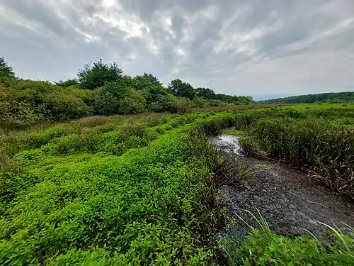 Draslanden in het Koboeleti strikt natuurreservaat.