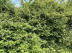 Habitus van koebraam in een heg