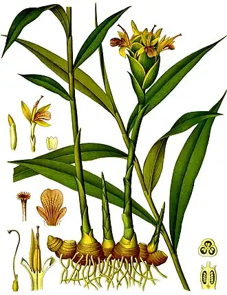 Zingiber officinale