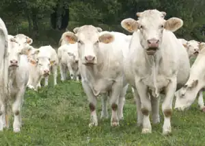 Charolais in Frankrijk