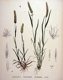 Illustratie uit Flora Batava. a. onderste kelkkafje, b. bovenste id., c. onderste kroonkafje; d. bovenste id., (onderste bloem); e. tweede bloem; f. derde onvolkomen bloem; g. onderste kelkkafje; h. bovenste id.: i. onderste kroonkafje; j. bovenste id.; k. bovenste kroonkafje, dwarse doorsnede.
