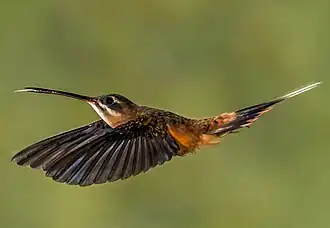 Koepckes heremietkolibrie