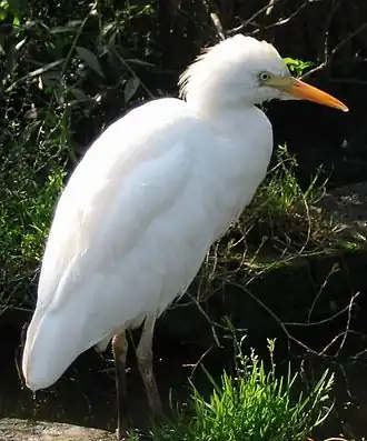 Koereiger