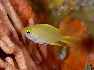 Chromis xouthos