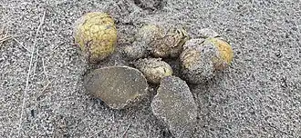 Okerkleurige vezeltruffel