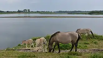 Konikpaarden bij de Maas in Herbricht