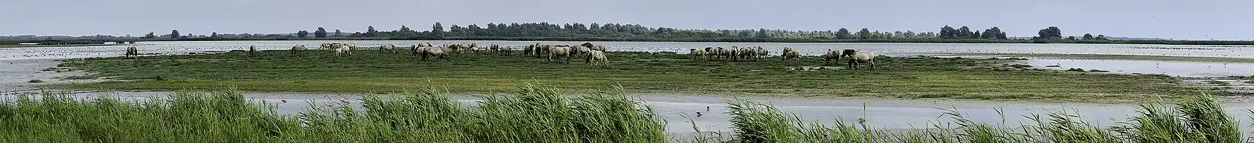 Konikpaarden bij het Jaap Deensgat