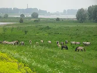 Koniks in de Erlecomse Waard