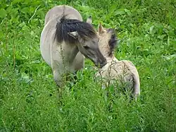 Koniks, merrie met veulen