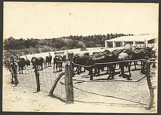 Koeien op plantage Groot Sint Joris (1900-1920)