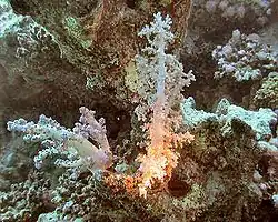 Gecorrigeerd beeld met een kleurtemperatuur van ongeveer 4200&nbsp;K