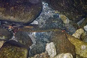 Koreocobitis rotundicaudata