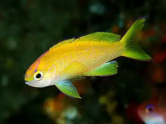 Pseudanthias parvirostris