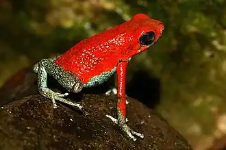 Oophaga granulifera